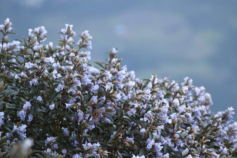Neelakurinji bloom - Neelakurinji bloom, Aluva - Munnar Road, Kannan Devan Hills, Kerala 685615, India