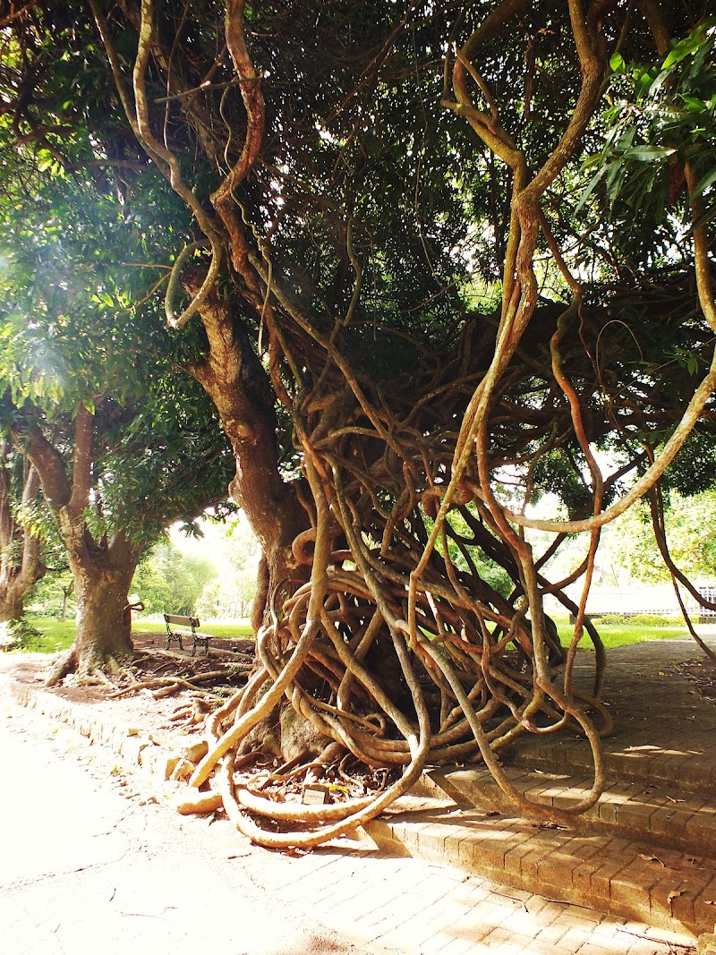 Pamplemousses - Pamplemousses, Mauritius