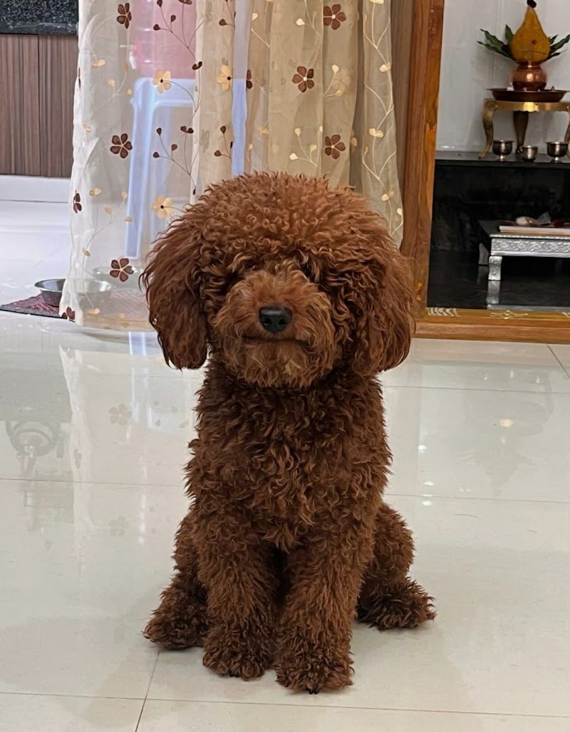 Dogs For Sale Bangalore (Dogs Paradise) - Dogs For Sale Bangalore (Dogs Paradise) 23, 5th Cross, Narayanappa Block, Anjenappa Block, Benson Town, Bengaluru, Karnataka 560046, India