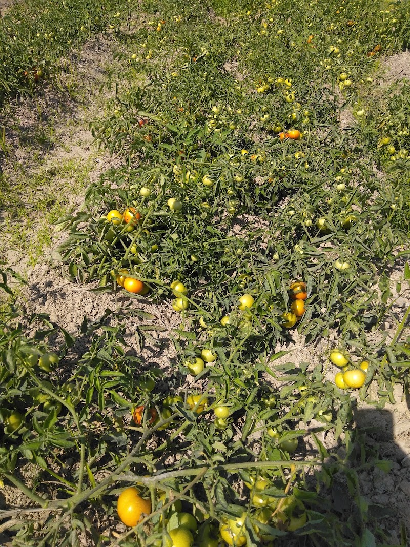Sameer Pradhan ra Tomato firm