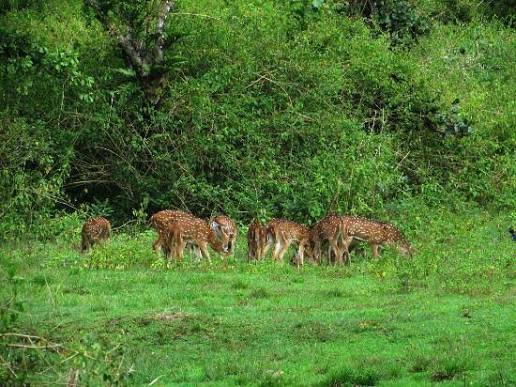 Muthanga Forest - Muthanga Forest M999+JRJ, Wayanad, Muthanga, Kerala 673592, India