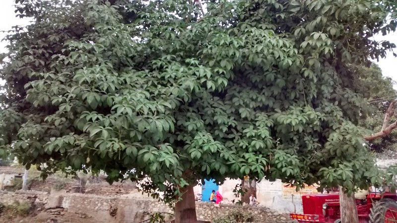 Shri Kalp Vriksh, Dooni - Shri Kalp Vriksh, Dooni, VJC3+5QC, Dooni, Rajasthan 304802, India