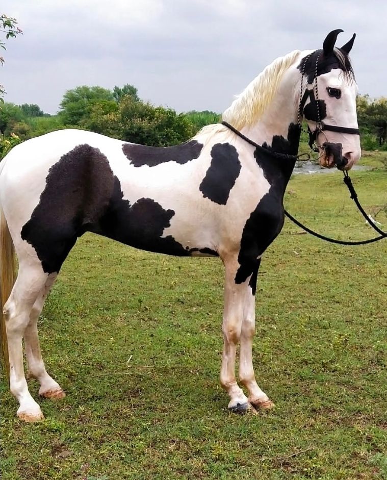 DYNAMIC horse riding - DYNAMIC horse riding 47W8+58H, Ganpatipule, Maharashtra 415615, India