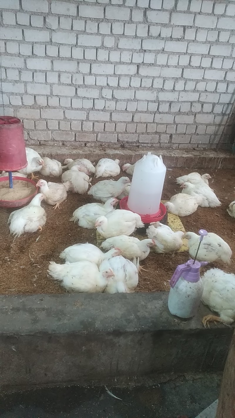 KHAN CHICKEN CENTER - KHAN CHICKEN CENTER Koni, Bilaspur, Chhattisgarh 495009, India
