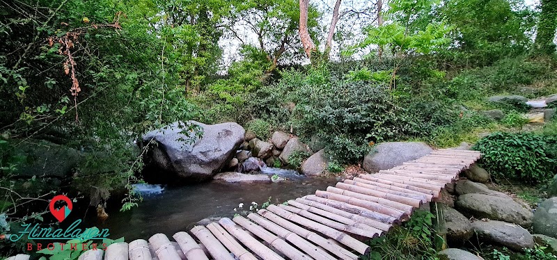 Dhouladhar Tea Garden - Dhouladhar Tea Garden, 682X+2HM, Dharamsala Rd, Dari, Gabli Dar, Hodal, Himachal Pradesh 176215, India