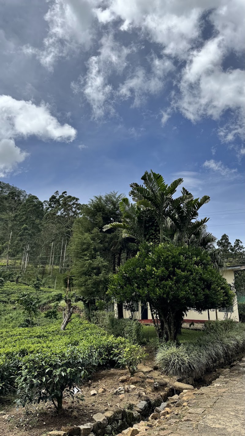Dunkeld Tea Estate - Dunkeld Tea Estate, Dickoya, near Hatton, Sri Lanka