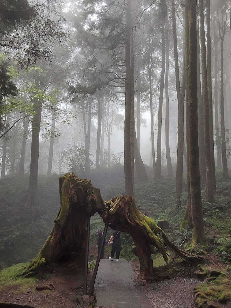 Tashan Trail - Tashan Trail 605 Zhongzheng Village, Alishan Township, Chiayi County, Taiwan 605
