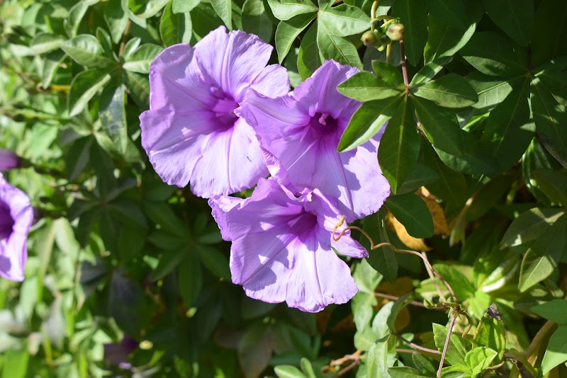 Rose Garden - Rose Garden HQH2+V4C, Saputara, Gujarat 394720, India