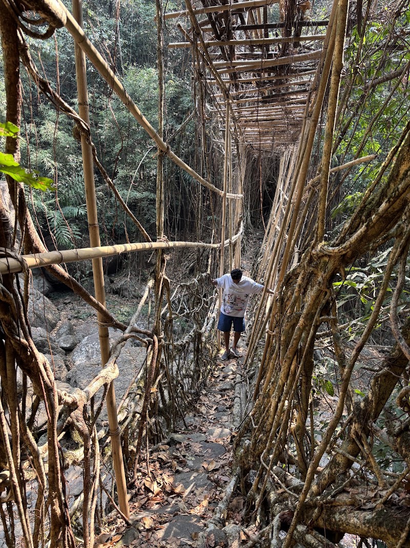 Living root bridge - Living root bridge 62HJ+5HP, Unnamed Road, Mawlynnong, Meghalaya 793161, India