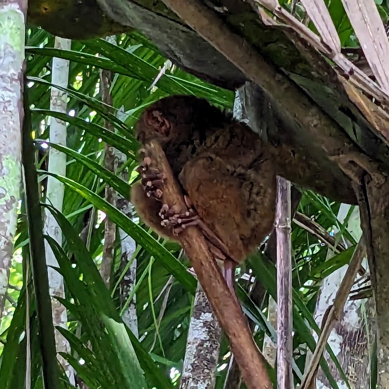 Bohol Tarsier Conservation Area - Bohol Tarsier Conservation Area, Villa Aurora, Bilar, 6317 Bohol, Philippines