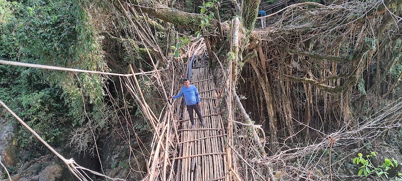 SOHKHA MISSION LIVING ROOT BRIDGE - SOHKHA MISSION LIVING ROOT BRIDGE 627P+87G, Sohkha Shnong, Meghalaya 793109, India