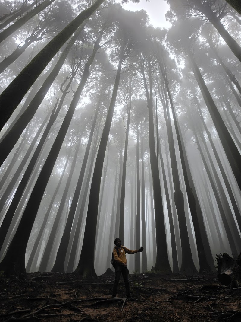 Pine forest - Pine forest 257X+45R, Sukhia Pokhri Road, Lepcha Jagat, Ghoom Pahar Forest, West Bengal 734221, India