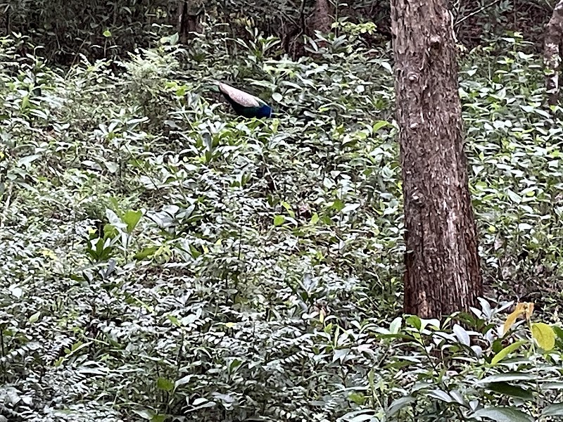 Dandeli wildlife safari - Dandeli wildlife safari, Kulgi, Karnataka 581363, India