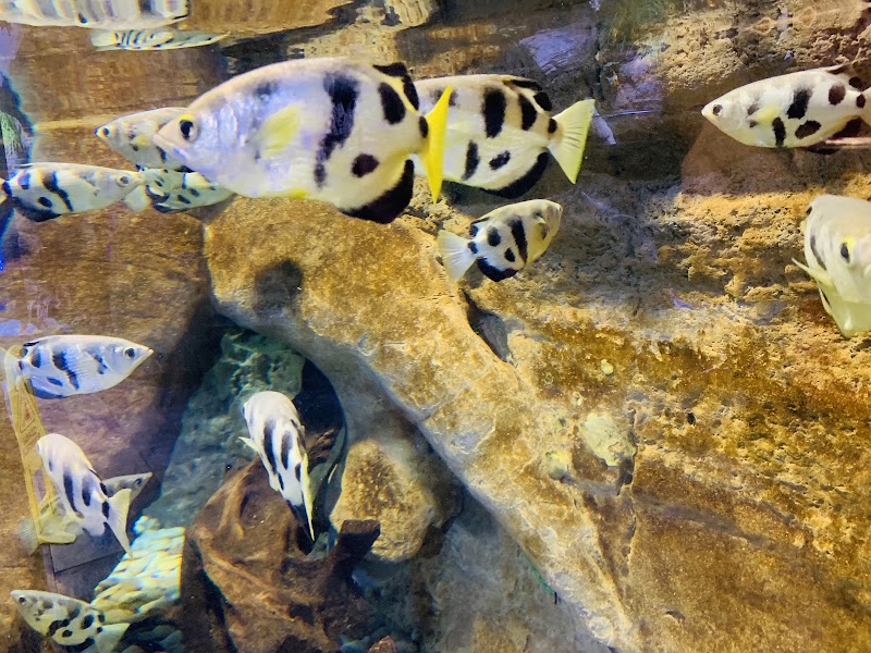 Dubai Aquarium & Underwater Zoo - Dubai Aquarium & Underwater Zoo Dubai - Burj Khalifa - Downtown Dubai - Dubai - United Arab Emirates