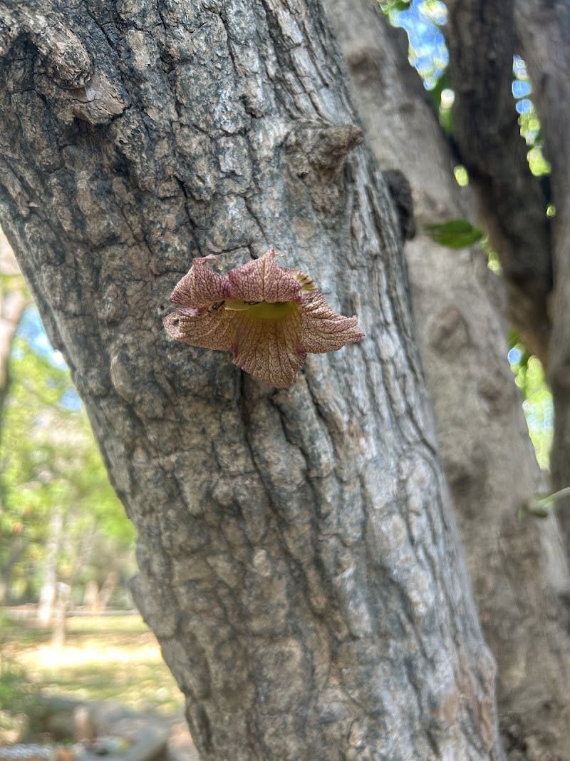 KoraWalks - KoraWalks Heble Park, Koramangala 3 Block, Koramangala, Bengaluru, Karnataka 560034, India
