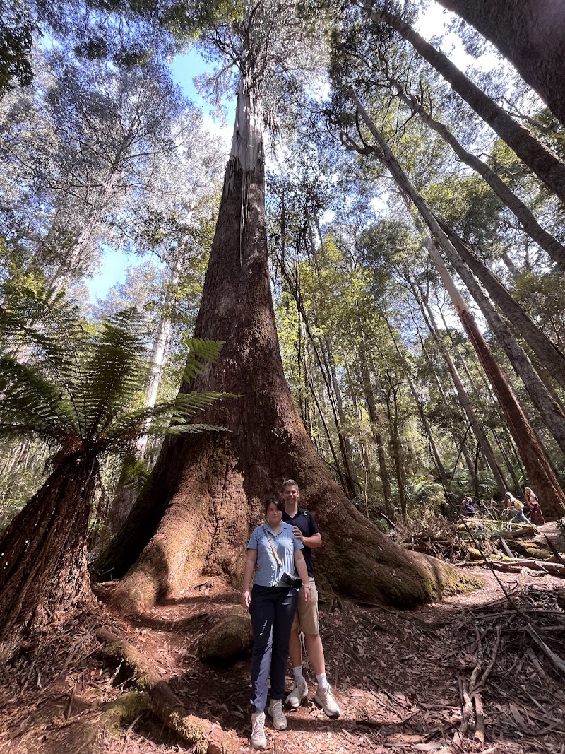 Mount Field National Park - Mount Field National Park, 66 Lake Dobson Rd, National Park TAS 7140, Australia