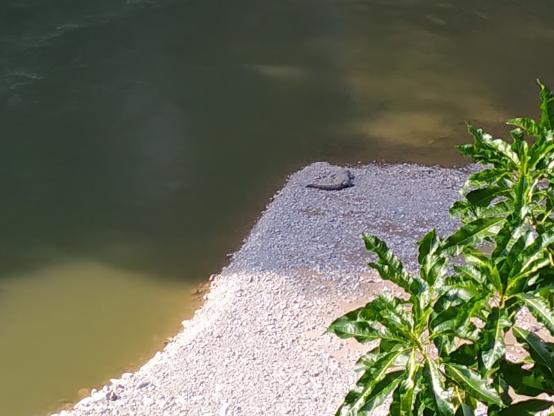 Crocodile view point - Crocodile view point, J34R+5FG, NH309, Marchula, Ghiroli, Uttarakhand 263646, India