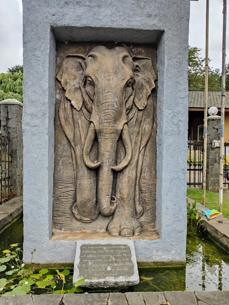 Pinnawala Elephant Orphanage - Pinnawala Elephant Orphanage, Rambukkana, Sri Lanka