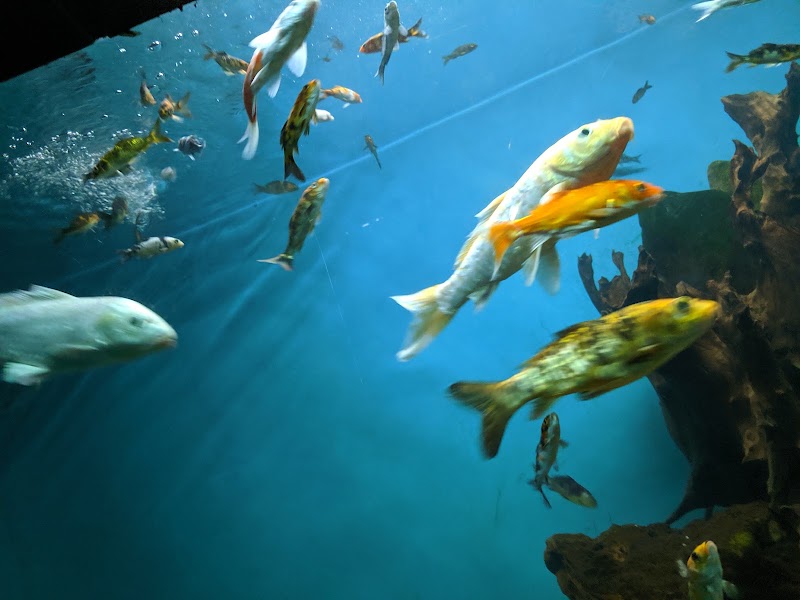 Namma Bengaluru Aquarium - Namma Bengaluru Aquarium Kasturba Rd, Shanthala Nagar, Bengaluru, Karnataka 560001, India