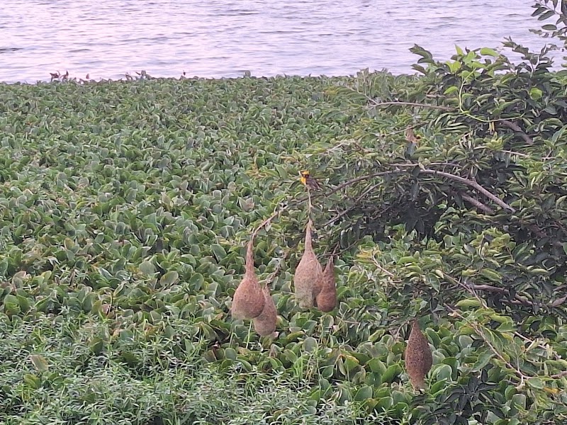 Narsapur Lake - Narsapur Lake, Vemagal-Kurugal, Karnataka