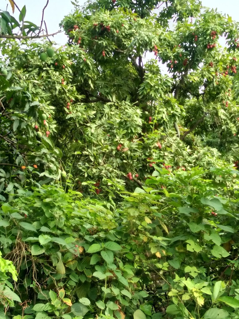 Ramnagar Kashipur - Ramnagar Kashipur, Uttarakhand 244713, India