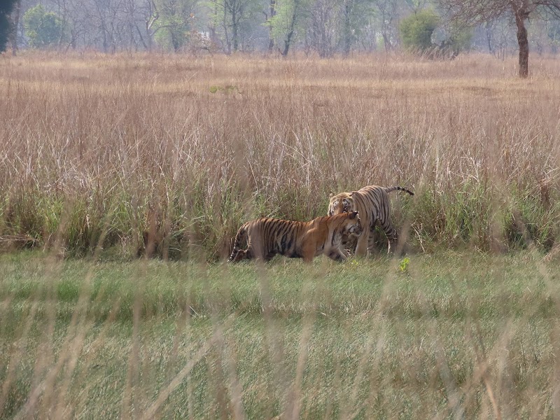 Junona Gate Tadoba - Junona Gate Tadoba MTDC Rd, Moharli, Maharashtra 442404, India
