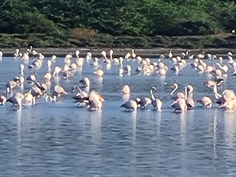Bird Sanctuary - Bird Sanctuary, South-Coast Rd, Sri Lanka