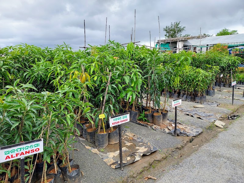 Shree Natram Rose Nursery - Shree Natram Rose Nursery, 8MX5+3P5, Bargarh, Odisha 768040, India