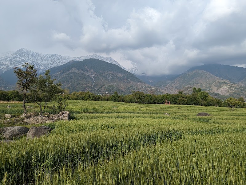 Dhouladhar Tea Garden - Dhouladhar Tea Garden, 682X+2HM, Dharamsala Rd, Dari, Gabli Dar, Hodal, Himachal Pradesh 176215, India