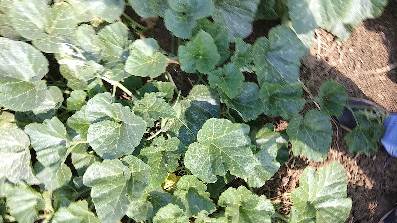 ACF - ACF, Achhoti, Hingnadih, Chhattisgarh 490036, India