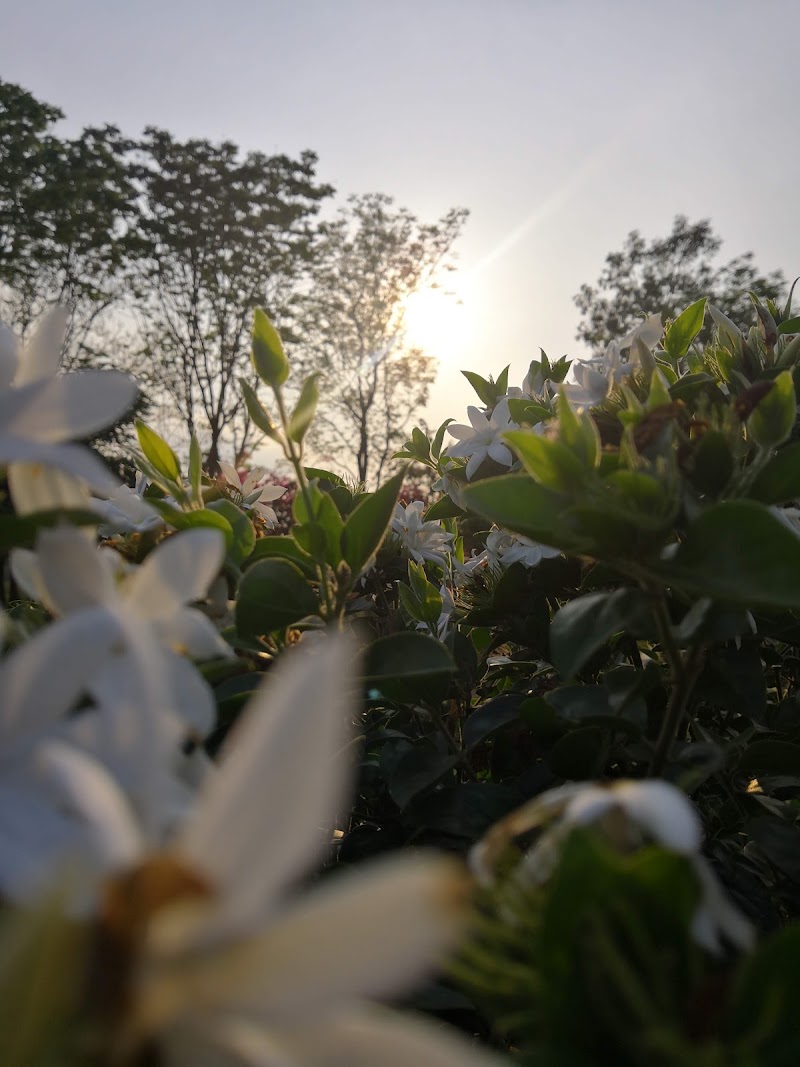 Indira Gandhi Park - Indira Gandhi Park, C877+8G7, Dangabahal, Odisha 767070, India