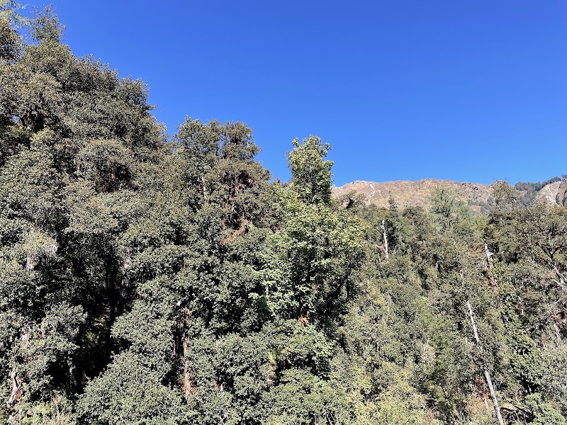 Tali Forest - Tali Forest, FHMP+QM, Kundikhola, Uttarakhand 246483, India