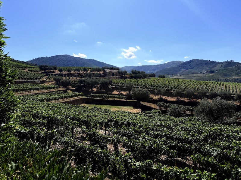 Douro Valley Wine Tours | Transfers - Douro Valley Wine Tours | Transfers, Rua de Vilar, 4050-626 Porto, Portugal