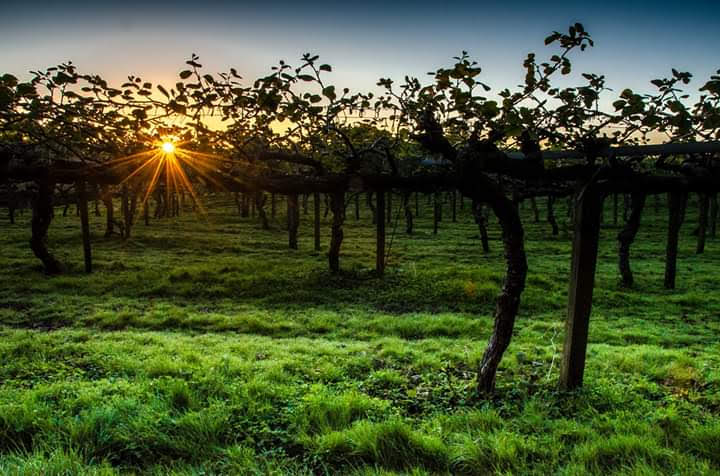 Blenheim - Blenheim Blenheim, New Zealand