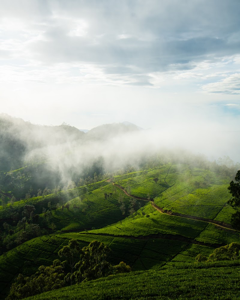 Heritance Tea Factory - Heritance Tea Factory Heritance, Tea Factory Rd, Kandapola 22220, Sri Lanka