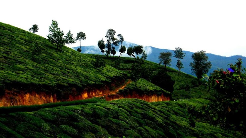 Nilgiri Taxi - Nilgiri Taxi No: 147, Dr.Ambedkar Colony, Mel Kodappamund, Ooty, Tamil Nadu 643002, India