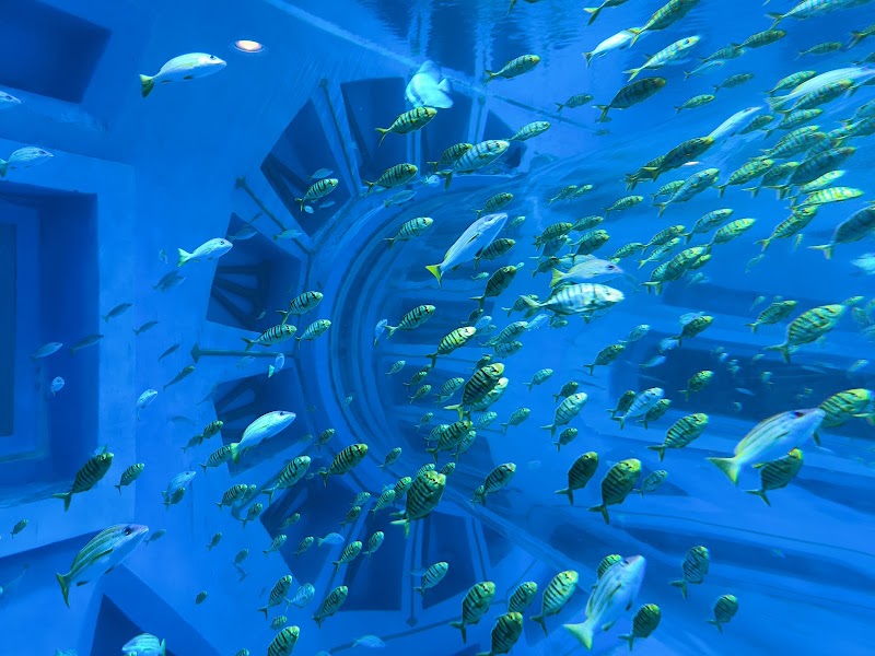 Shenzhen Ocean World - Shenzhen Ocean World China, Guang Dong Sheng, Shen Zhen Shi, Yan Tian Qu, 盐葵路J83H+38X 邮政编码: 518083