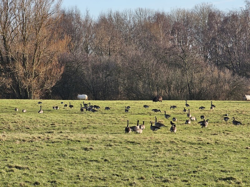 Polderpark Cronesteyn - Polderpark Cronesteyn, Polderpad 8, 2322 LB Leiden, Netherlands