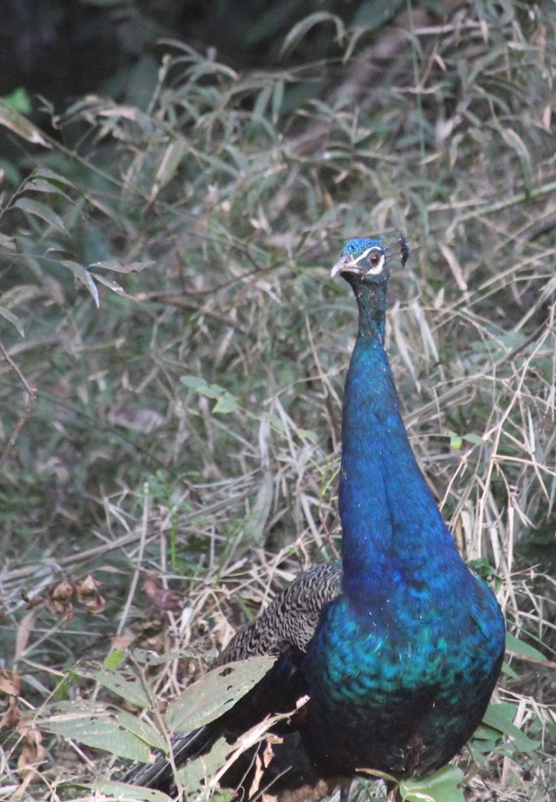 Dandeli Wildlife Sanctuary - Dandeli Wildlife Sanctuary, J.N Rd, solad complex, Dandeli, Karnataka 581325, India