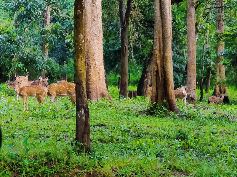 Kabini National Park - Kabini National Park Nissana Beltur, HD Kote, 2774+RQ3 Nagarahole Tiger Reserve, Taluk, Karapura, Antharasanthe, Karnataka 571114, India