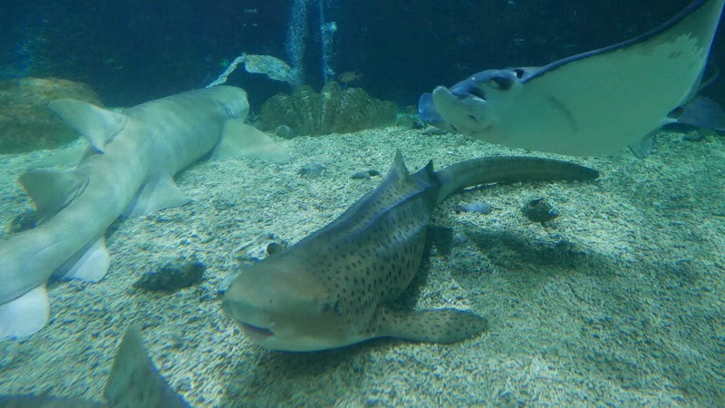 Shenzhen Sea World Sharks Hall - Shenzhen Sea World Sharks Hall China, Guang Dong Sheng, Shen Zhen Shi, Yan Tian Qu, S30惠深沿海高速入口J83H+V62 邮政编码: 518083