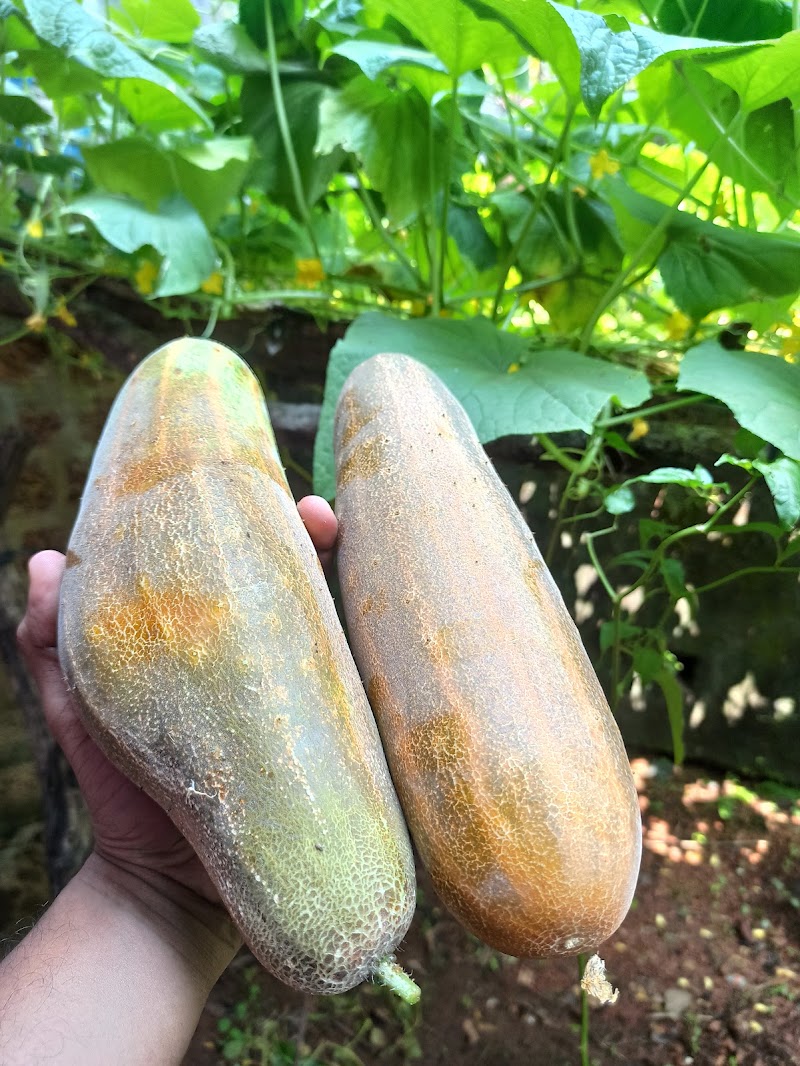 Prabhu Farms:- Blessings in Nature - Prabhu Farms:- Blessings in Nature Galgibag road, Canacona, Poingunin, Goa 403702, India