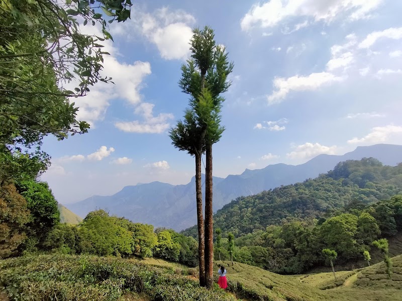 Tea garden view point - Tea garden view point, 46HP+9WJ, Munnar - Top Station Hwy, Bodi Hill North, Kannan Devan Hills, Tamil Nadu 625582, India