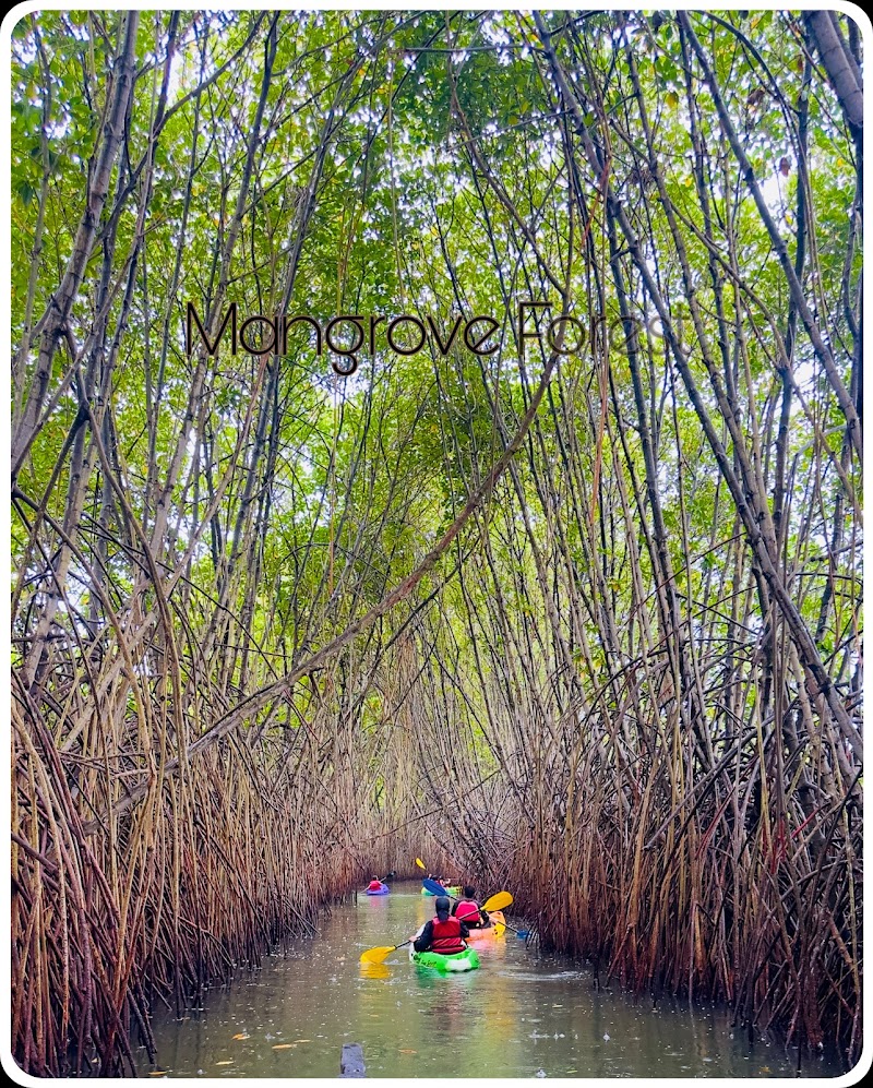 Mangrove Meadows and Adventures Paravoor Kollam - Mangrove Meadows and Adventures Paravoor Kollam RMM9+3P, Paravur, Kerala 691301, India