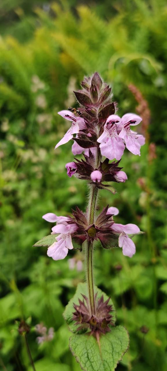 Valley of Flowers, The Paradise on Earth - Valley of Flowers, The Paradise on Earth PH4W+F96, Ghangaria - Valley of Flowers Trek Rte, Ghangaria, Uttarakhand 246443, India