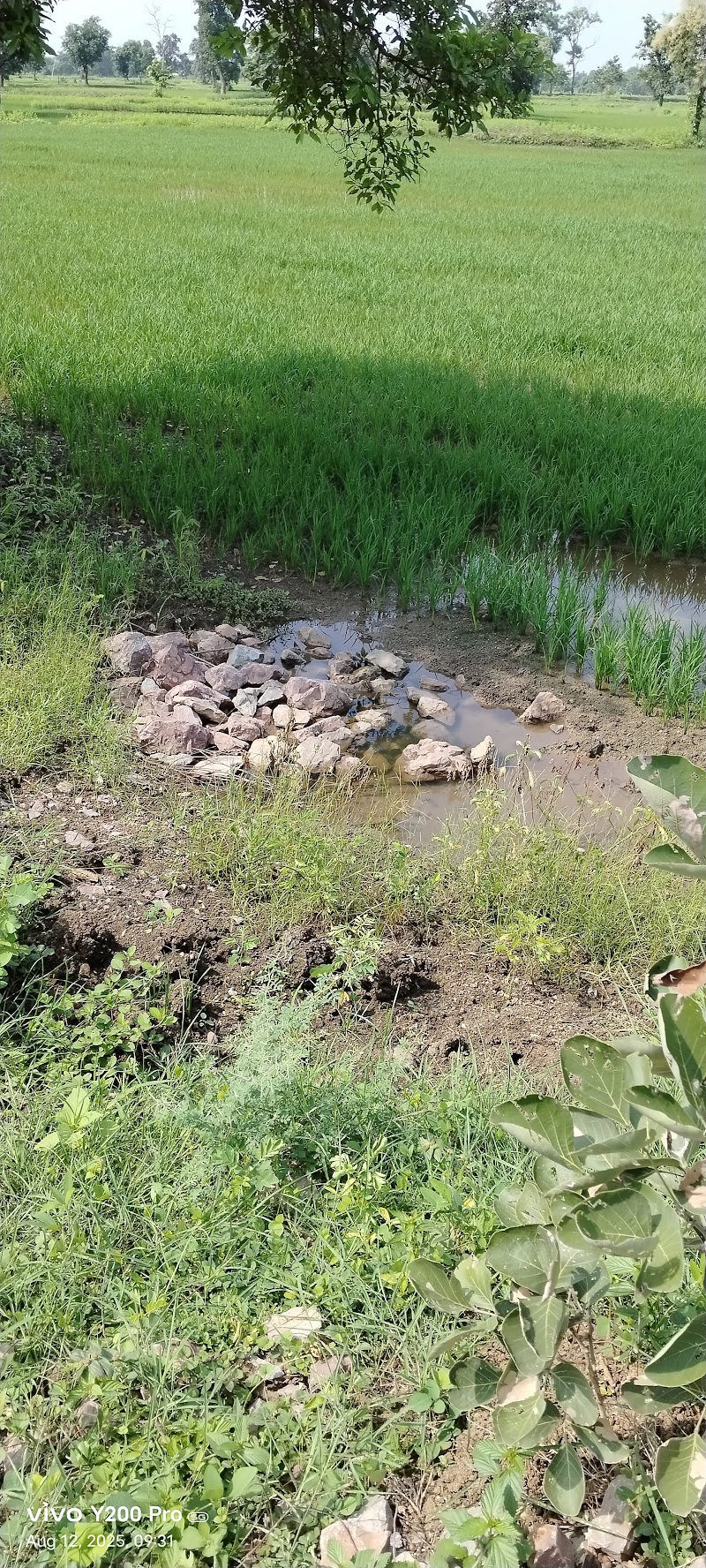Durga bai pingle krishi farm_Shingweker baai baada - Durga bai pingle krishi farm_Shingweker baai baada, HW9G+VCF, Tilda, Chhattisgarh 493195, India