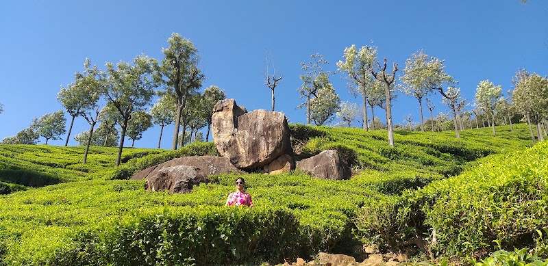 Conoor Tea Estates - Conoor Tea Estates 9RCM+4V5, Yedapalli, Tamil Nadu 643103, India
