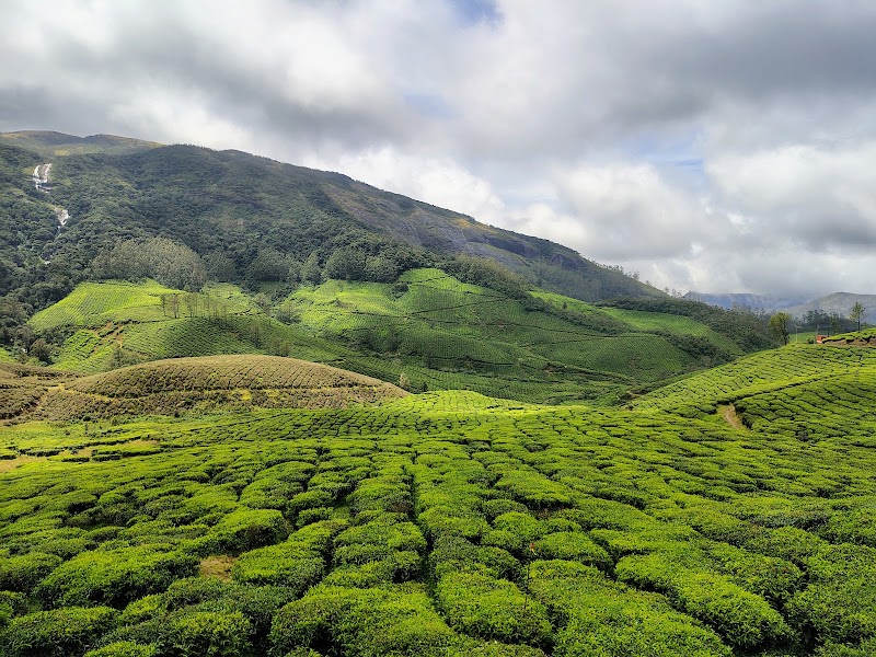 Tea plantation View point