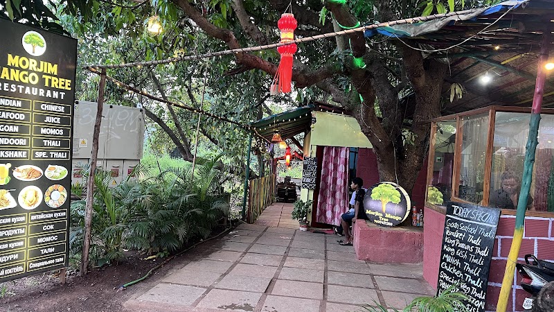 Morjim mango tree