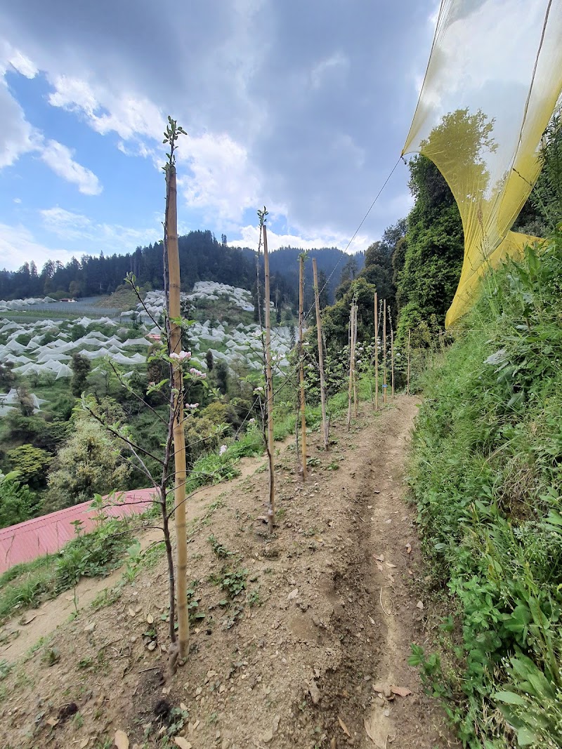 Cloverfield Apple/Cherry Orchard - Cloverfield Apple/Cherry Orchard, 7F7H+W5R, Kotgarh, Himachal Pradesh 171213, India